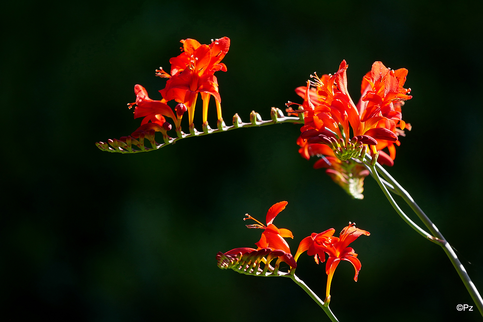 Mittwochsblümchen: Feuerrote Montbretien (Crocosmia) ...