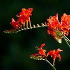 Mittwochsblümchen: Feuerrote Montbretien (Crocosmia) ...