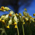 Mittwochsblümchen - Fleurettes de mercredi