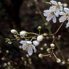 Mittwochsblümchen - Fleurettes du mercredi