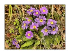 Mittwochsblümchen- Fliederfarbene Primeln