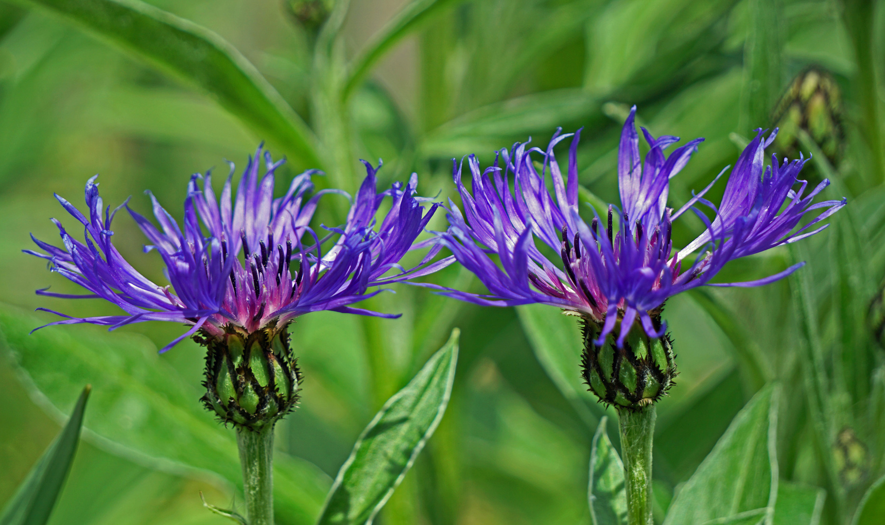 Mittwochsblümchen - Flockenblume