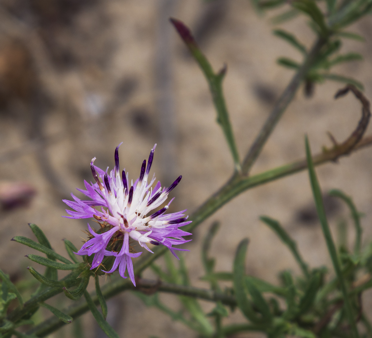 Mittwochsblümchen - Flockenblume