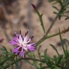 Mittwochsblümchen - Flockenblume