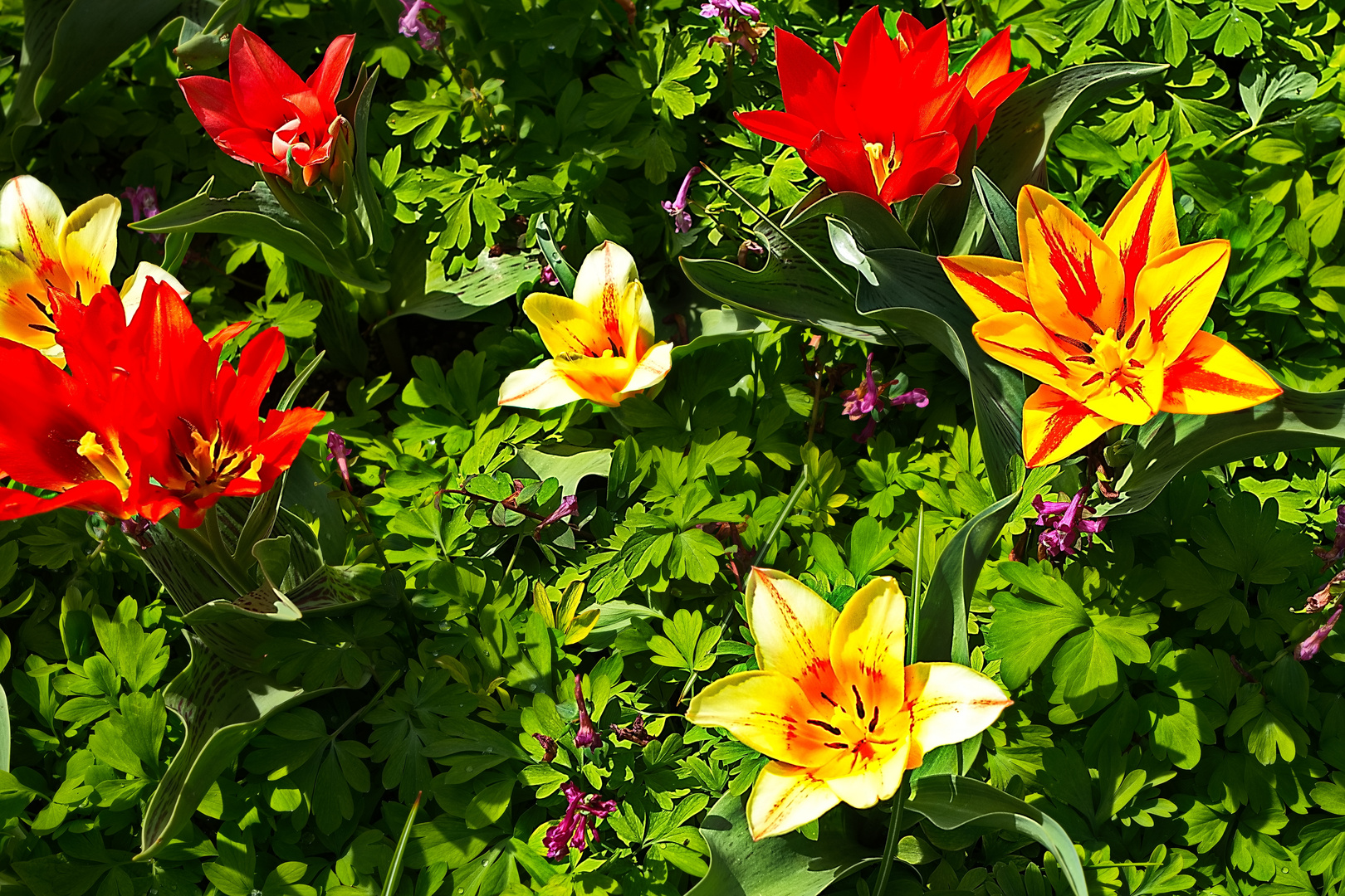 Mittwochsblümchen - Florale Blumenpracht auf der Fraueninsel