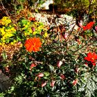 Mittwochsblümchen - Freude schenken mit einem blühenden Vorgarten
