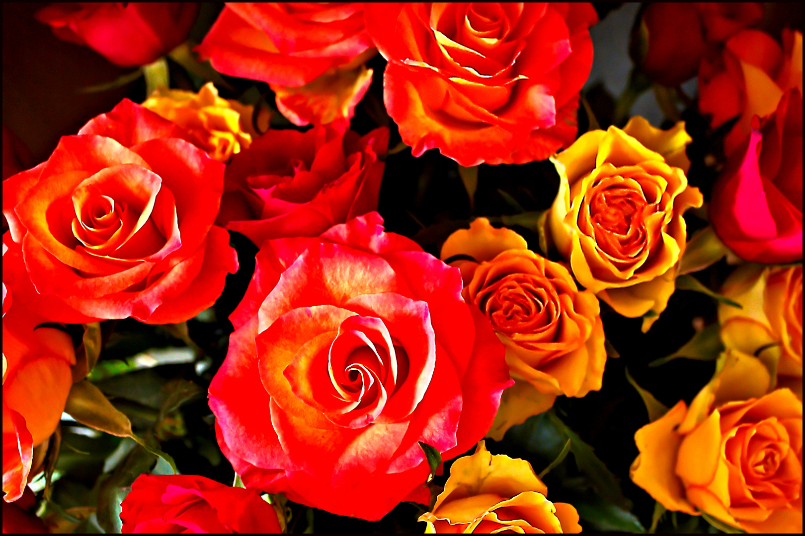 Mittwochsblümchen - Freude schenken mit Rosen