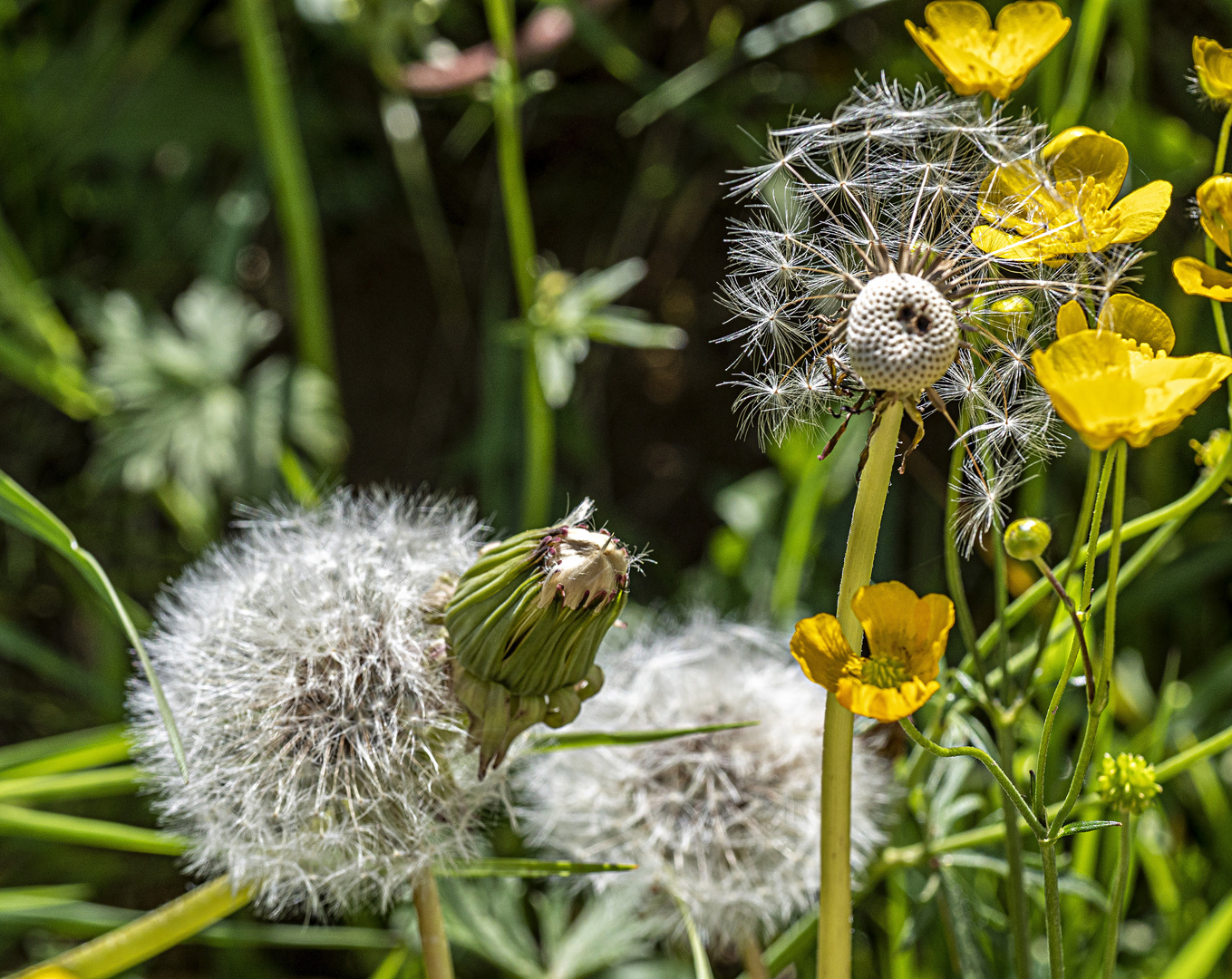 Mittwochsblümchen - Frühling auf der Wiese