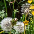 Mittwochsblümchen - Frühling auf der Wiese