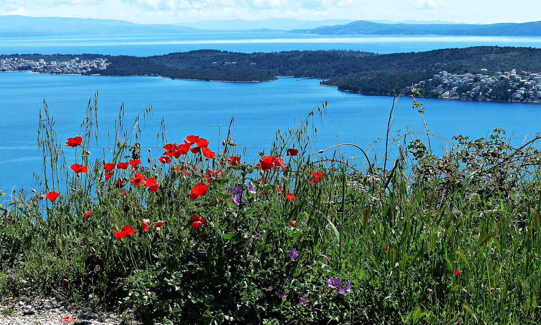 Mittwochsblümchen-Frühling in Dalmatien 1