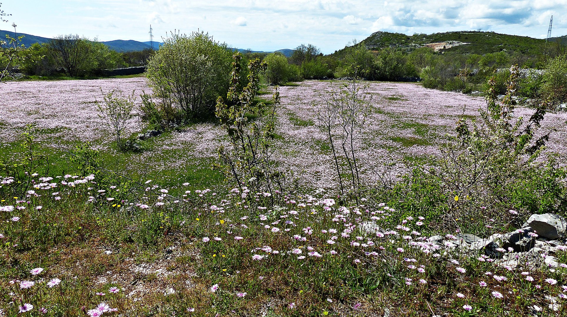 Mittwochsblümchen-Frühling in Dalmatien 2