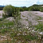 Mittwochsblümchen-Frühling in Dalmatien 2