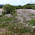 Mittwochsblümchen-Frühling in Dalmatien 2