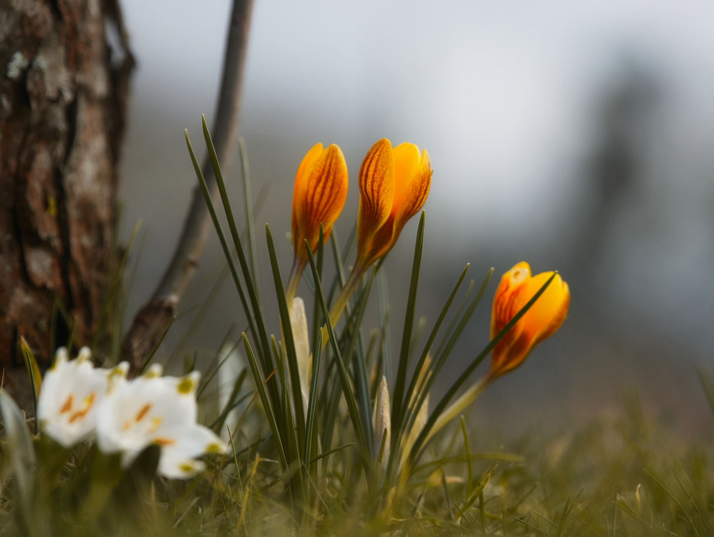 Mittwochsblümchen Frühlinge