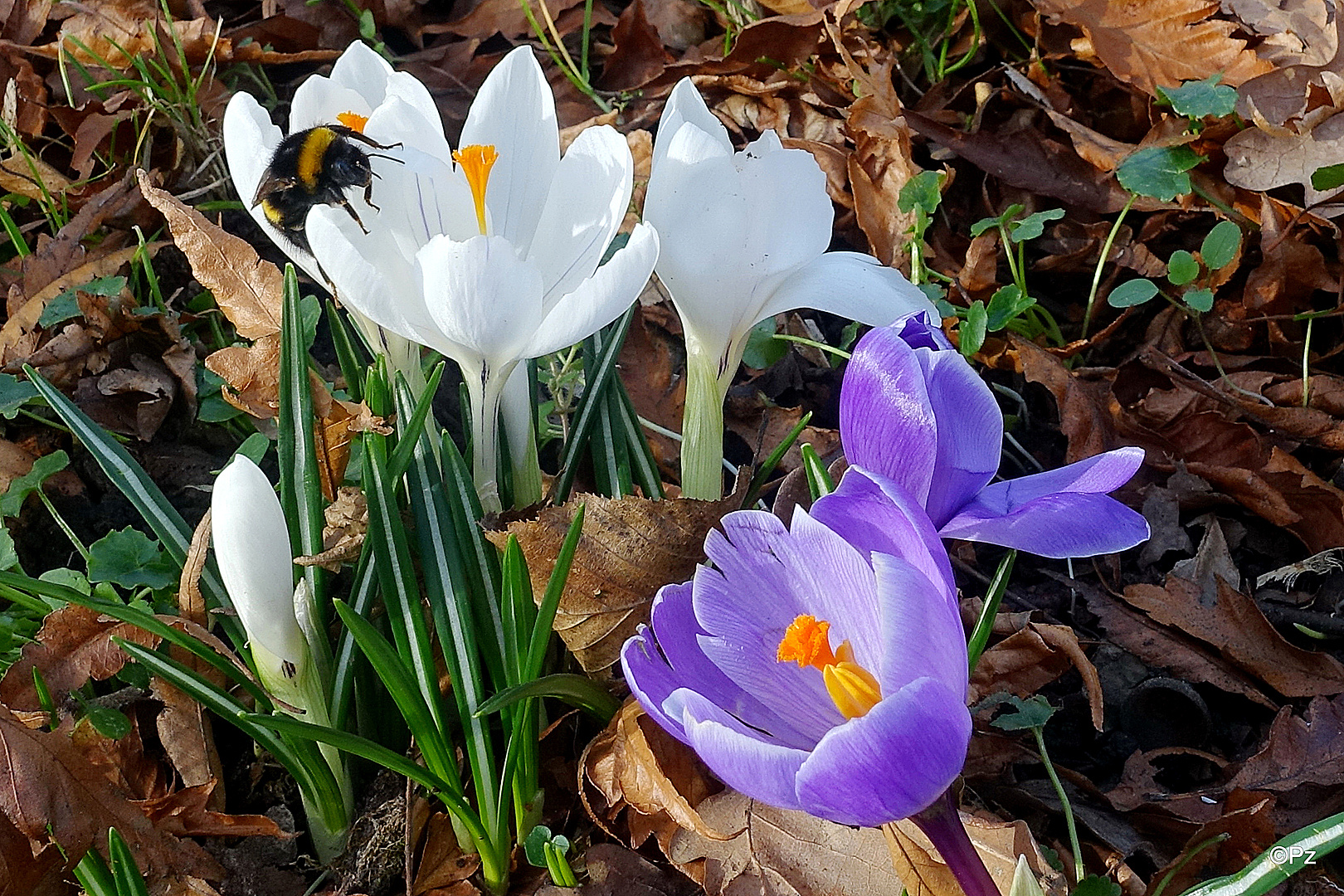 Mittwochsblümchen: Frühlings-Krokusse (Croci verni) ...