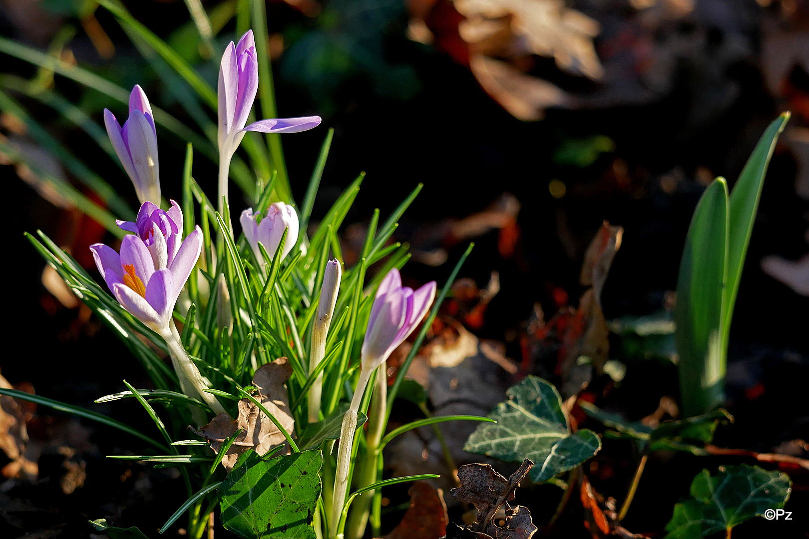 Mittwochsblümchen: Frühlings-Krokusse (Croci verni), ...