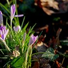 Mittwochsblümchen: Frühlings-Krokusse (Croci verni), ...