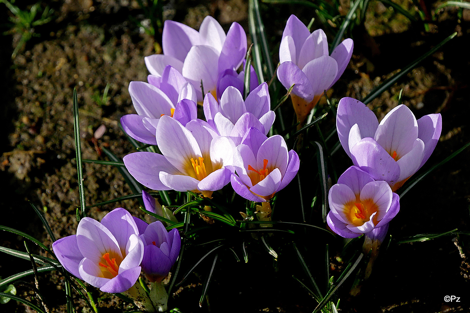 Mittwochsblümchen: Frühlings-Krokusse (Croci verni) ...