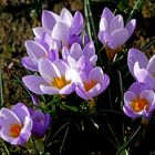 Mittwochsblümchen: Frühlings-Krokusse (Croci verni) ...