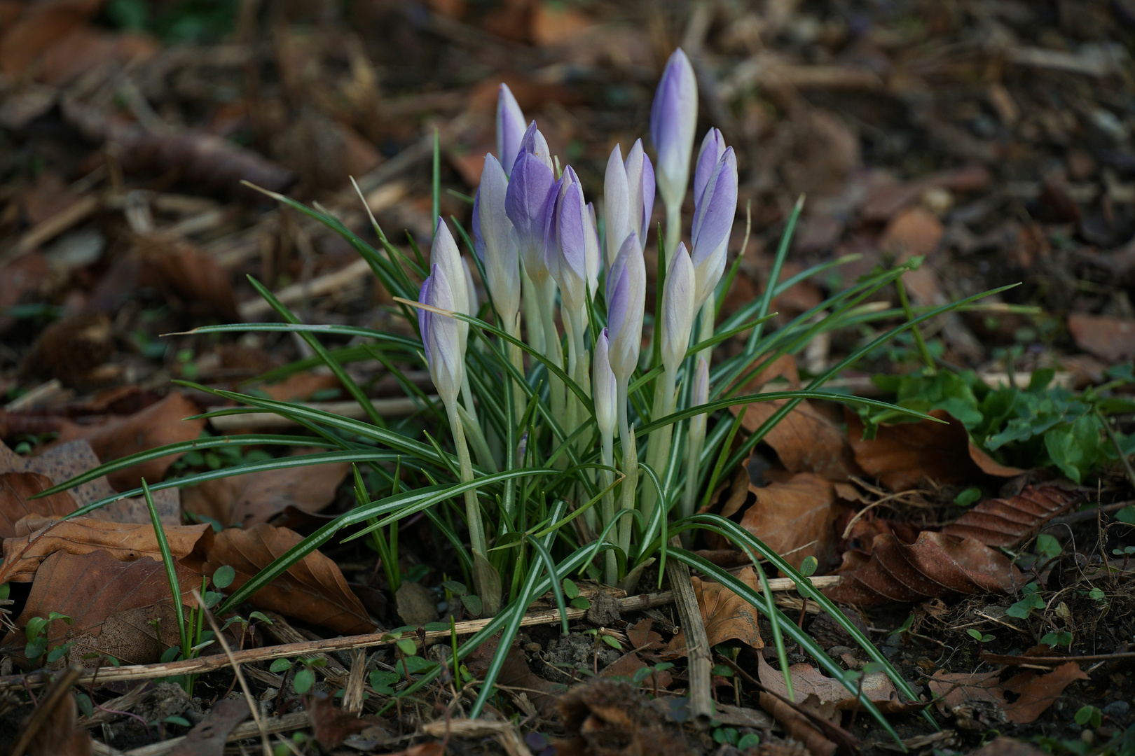 Mittwochsblümchen - Frühlingsblümchen