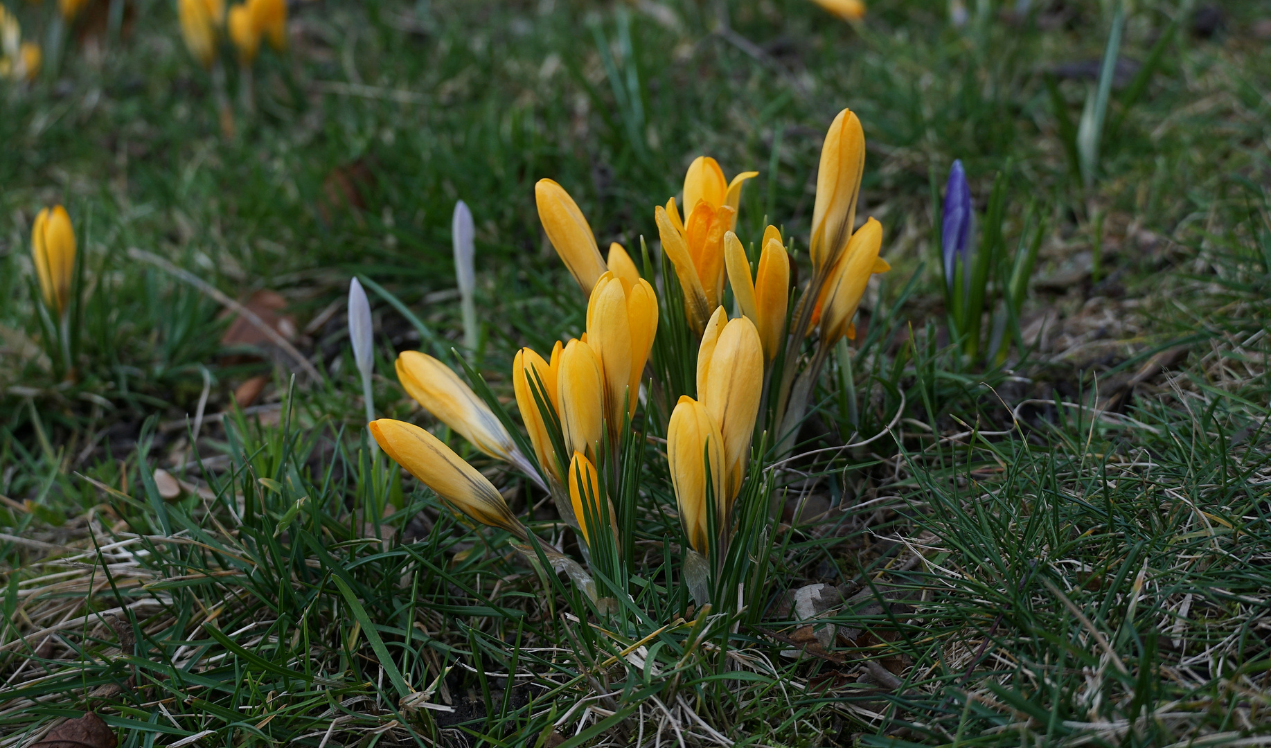 Mittwochsblümchen - Frühlingsblümchen