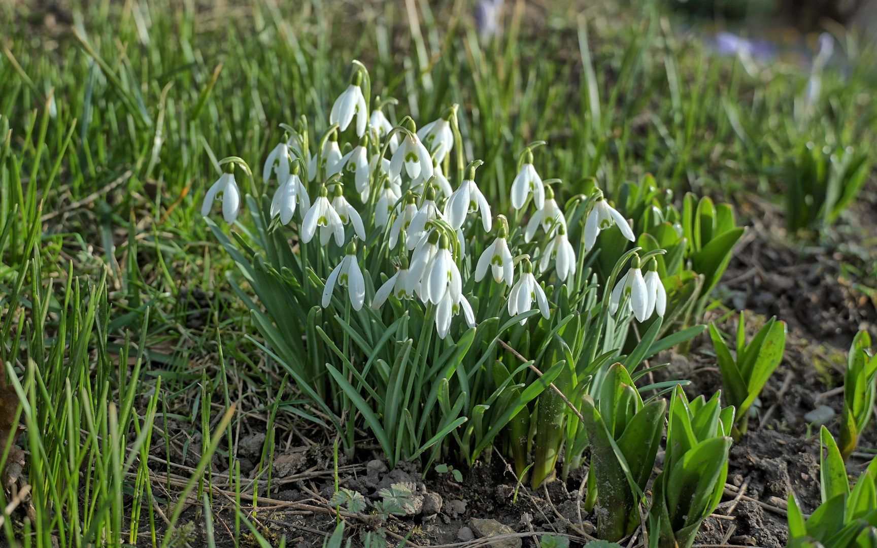 Mittwochsblümchen - Frühlingsblümchen