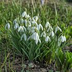 Mittwochsblümchen - Frühlingsblümchen