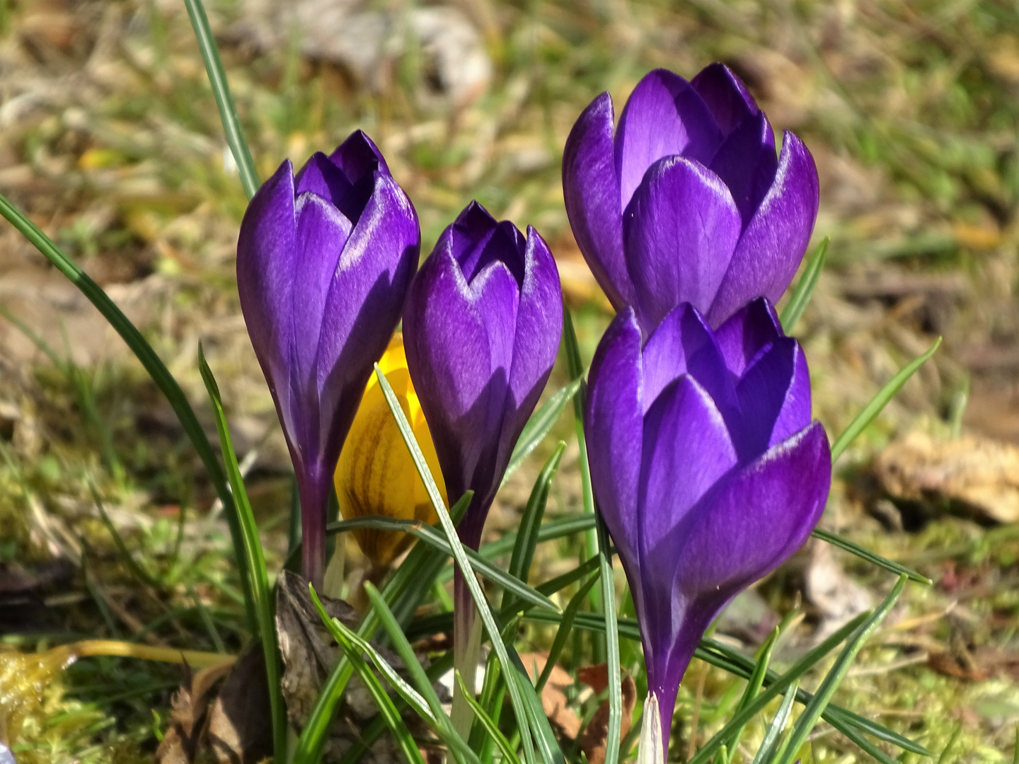 Mittwochsblümchen für diese Woche