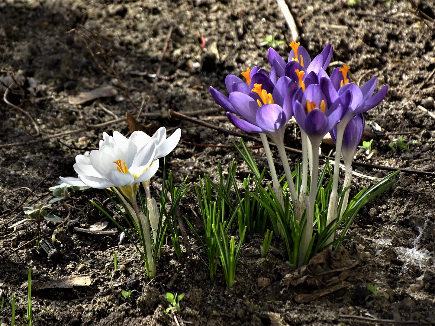 Mittwochsblümchen für diese Woche