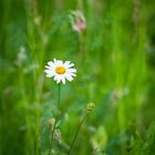 Mittwochsblümchen - Gänseblümchen