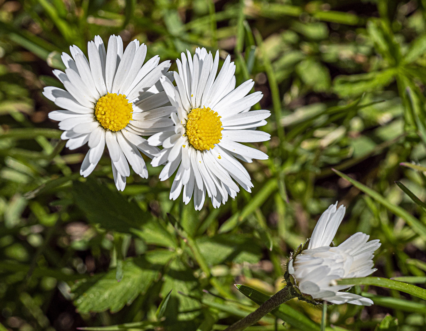 Mittwochsblümchen - Gänseblümchen