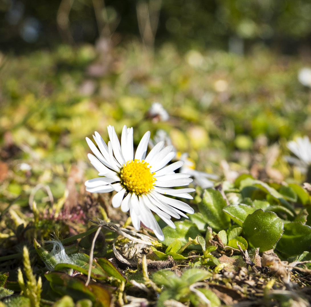 Mittwochsblümchen - Gänseblümchen