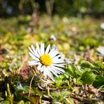 Mittwochsblümchen - Gänseblümchen