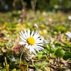 Mittwochsblümchen - Gänseblümchen