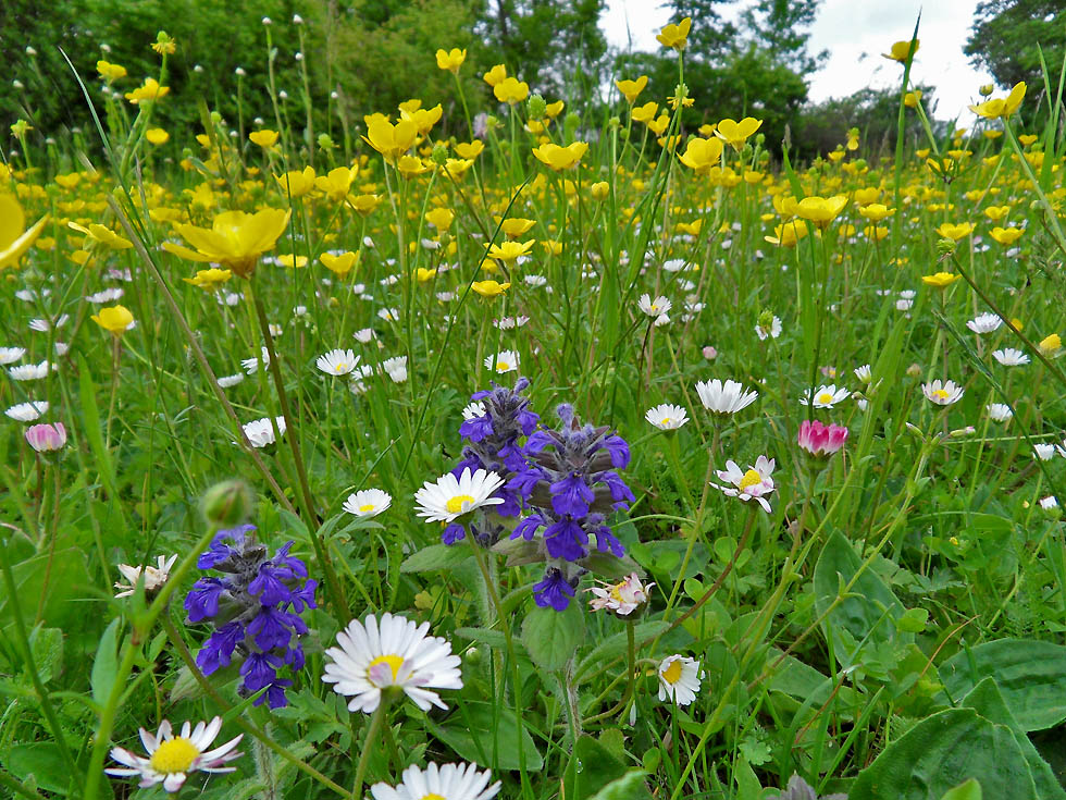 Mittwochsblümchen: Gänseblümchen und mehr