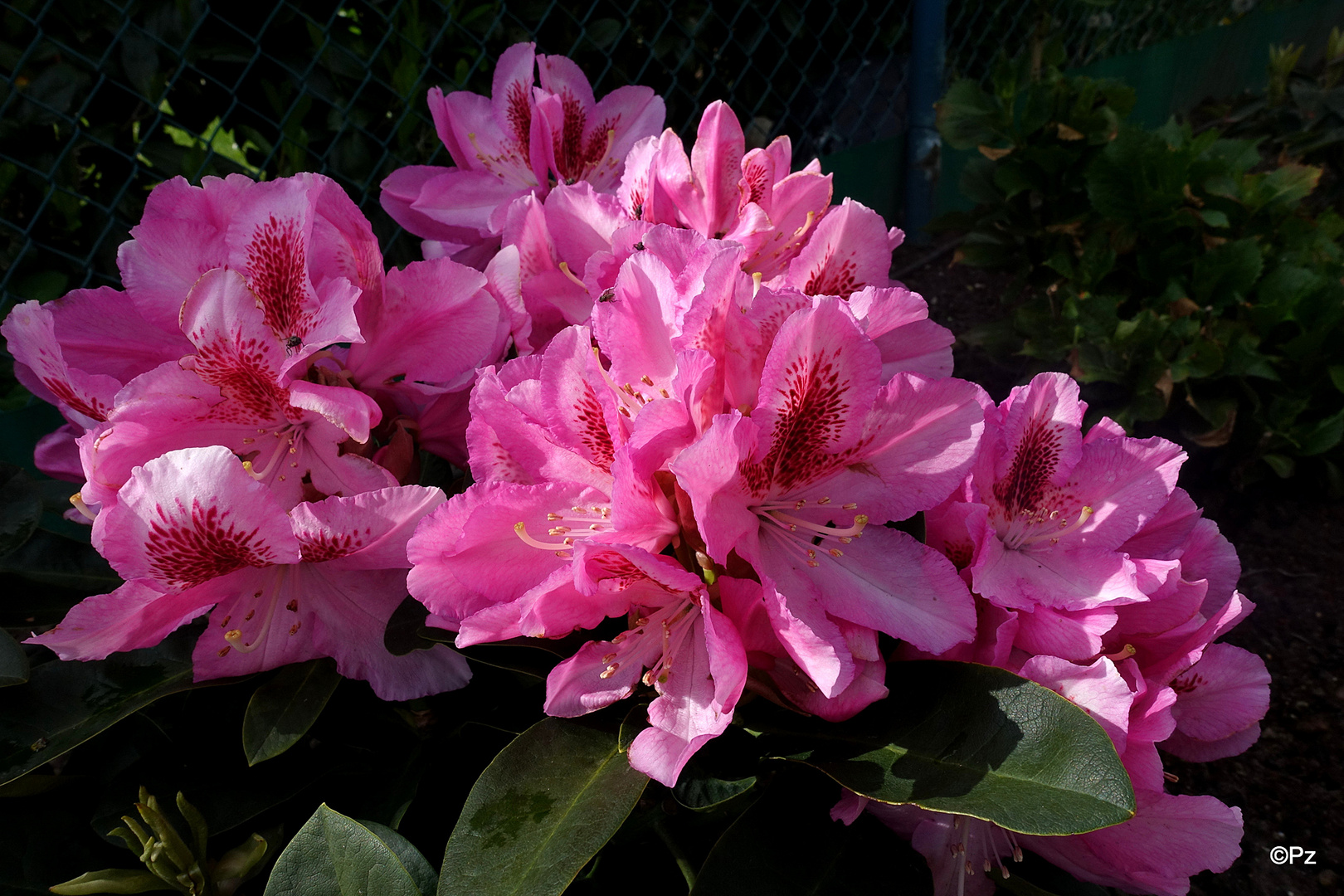 Mittwochsblümchen: Garten-Rhododendron ...