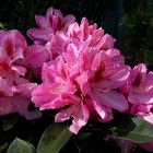 Mittwochsblümchen: Garten-Rhododendron ...