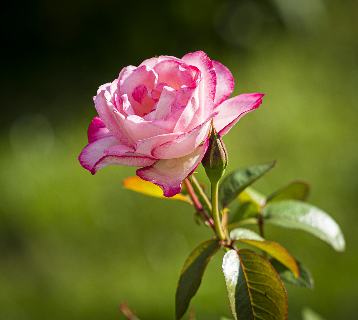 Mittwochsblümchen - Gartenrose