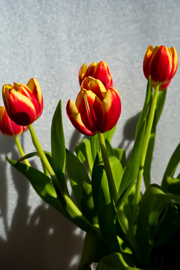 Mittwochsblümchen - Geflammte Tulpen