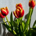 Mittwochsblümchen - Geflammte Tulpen