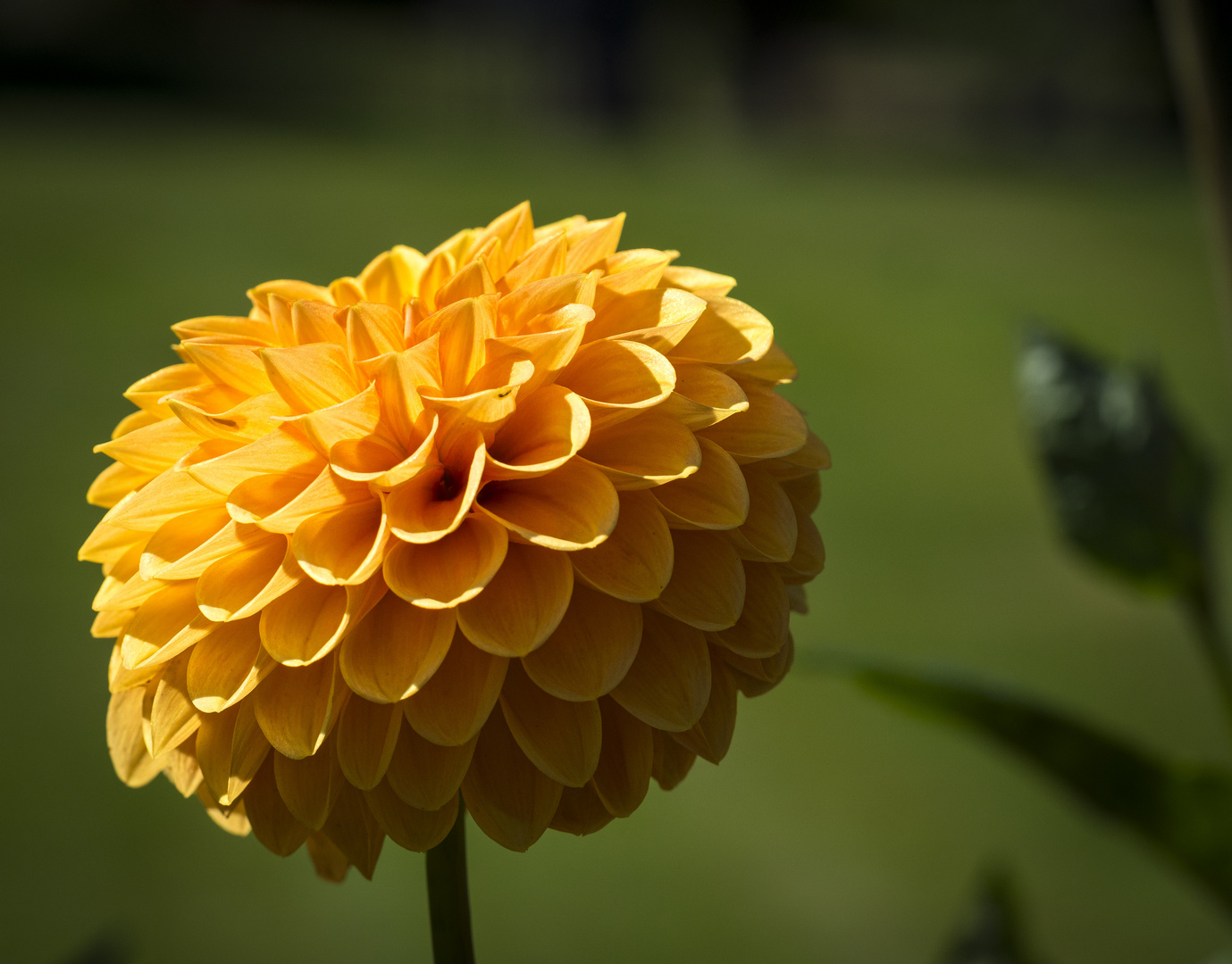 Mittwochsblümchen - gelbe Dahlie