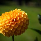 Mittwochsblümchen - gelbe Dahlie