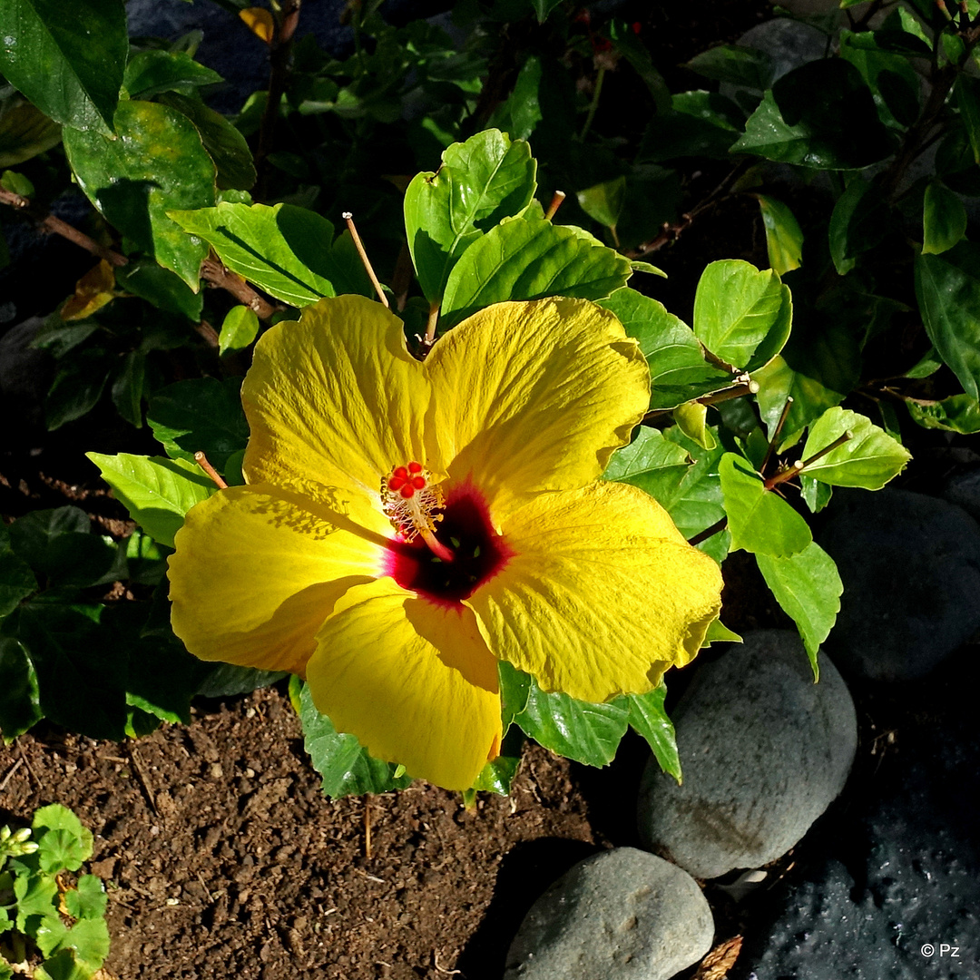 Mittwochsblümchen: Gelbe Hibiskusblüte ...