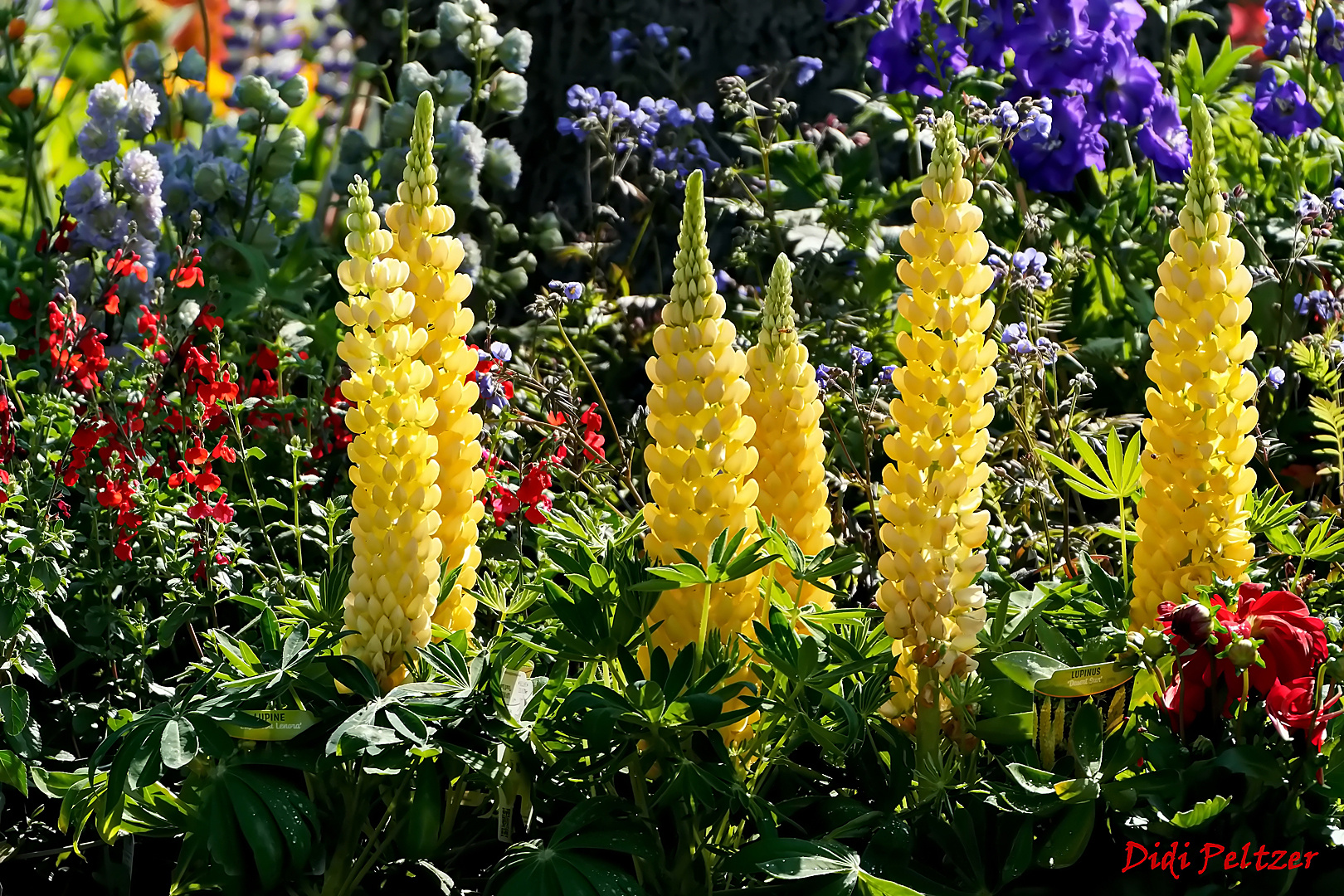 Mittwochsblümchen: Gelbe Lupinen ...