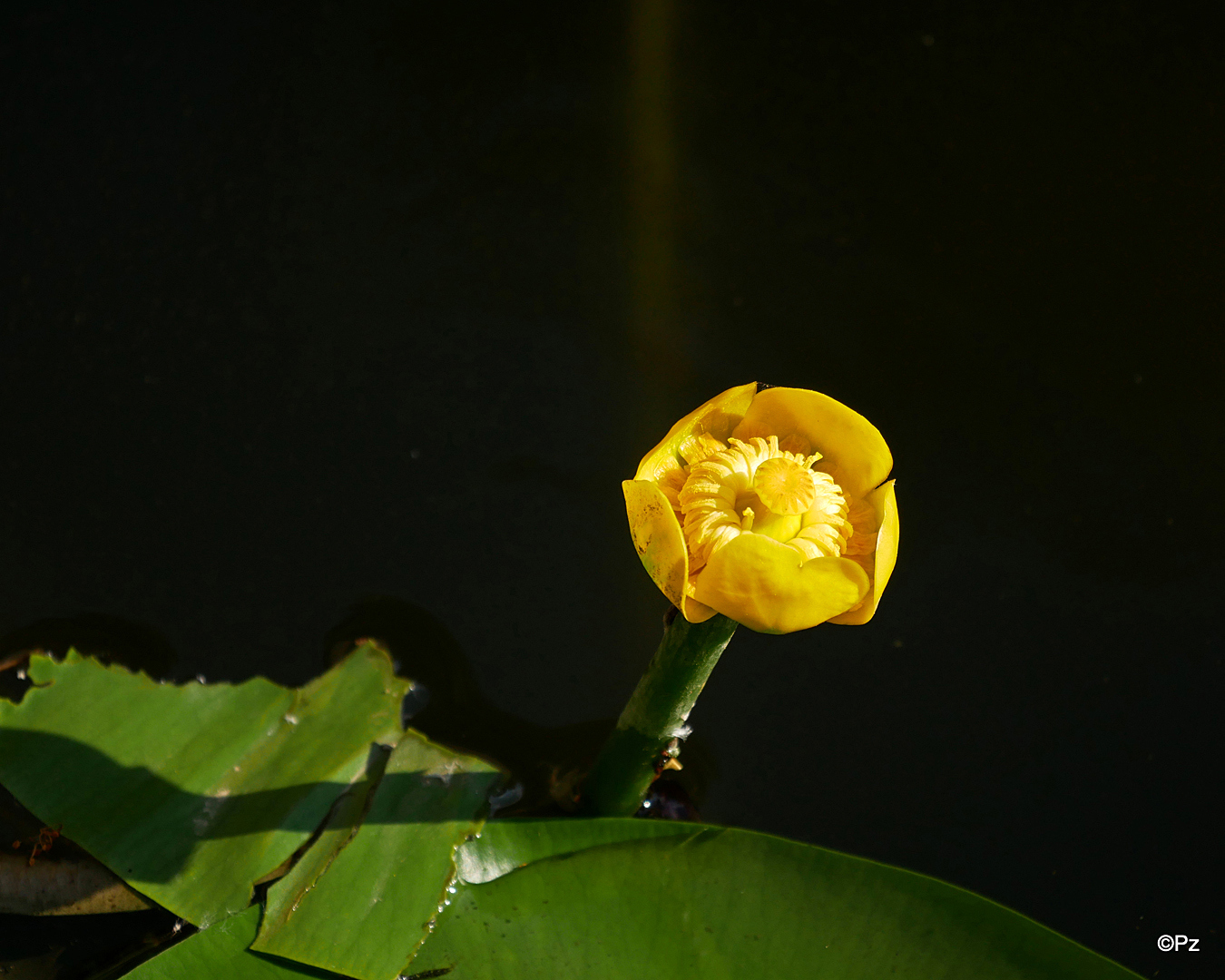 Mittwochsblümchen: Gelbe Teichrose ...