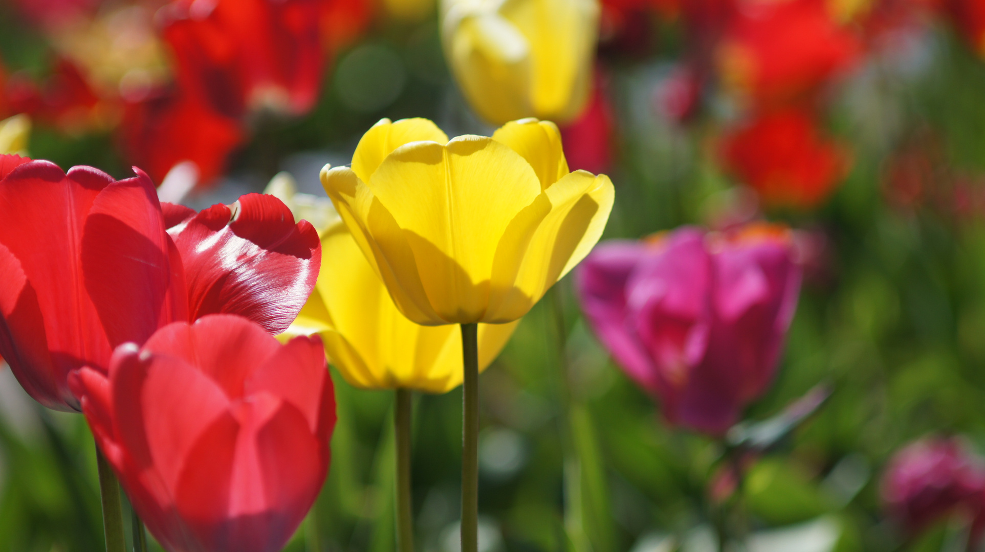 Mittwochsblümchen - gelbe Tulpe