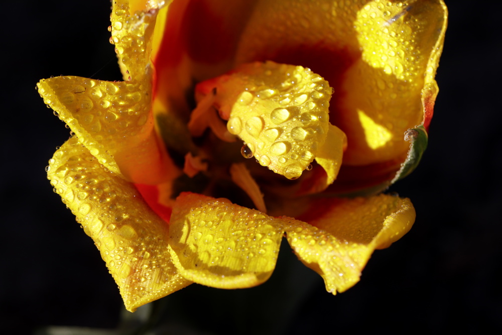 Mittwochsblümchen: gelbe Tulpe