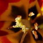 Mittwochsblümchen: gelbe Tulpe