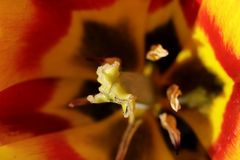 Mittwochsblümchen: gelbe Tulpe