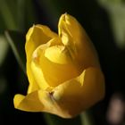 Mittwochsblümchen: gelbe Tulpe